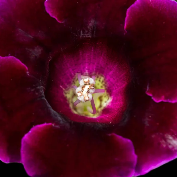 Beautiful deep violet bloom — Stock Photo, Image