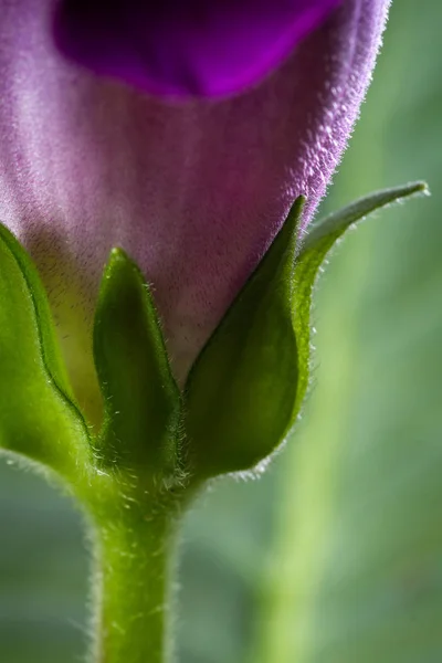 La base di un fiore — Foto Stock