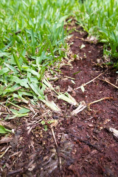 葉カッターの蟻 — ストック写真
