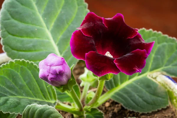 Hermosa flor violeta profunda — Foto de Stock