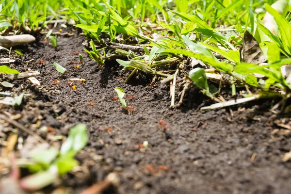 yaprak kesici karıncalar 