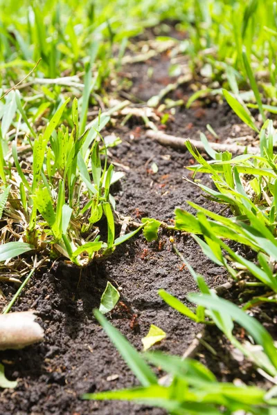 Leaf cutter myror — Stockfoto