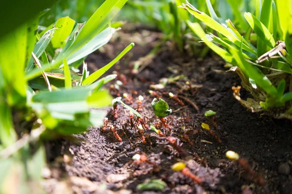 葉カッターの蟻 — ストック写真