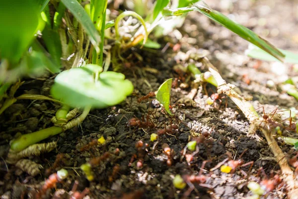 Cortador de hojas hormigas —  Fotos de Stock