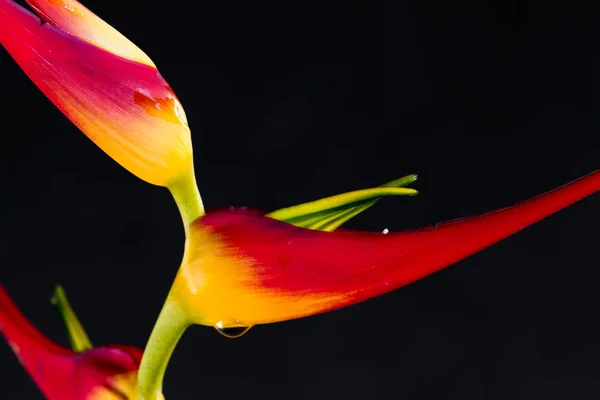 Genişletilmiş ıstakoz pençe - Heliconia latispatha — Stok fotoğraf