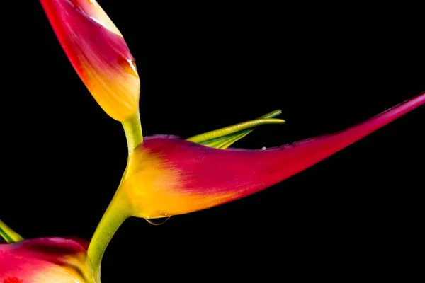 Genişletilmiş ıstakoz pençe - Heliconia latispatha — Stok fotoğraf