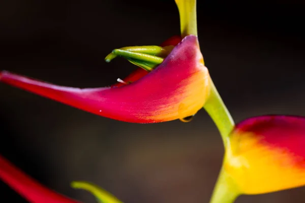 Розширений кіготь омарів - Heliconia latispatha — стокове фото