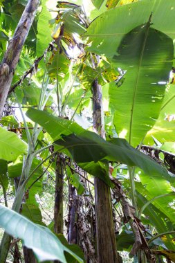 muz bitkileri Kosta Rika 