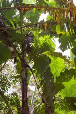 muz bitkileri Kosta Rika 