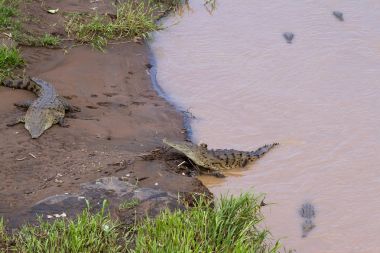 Tarcoles nehir timsahları 