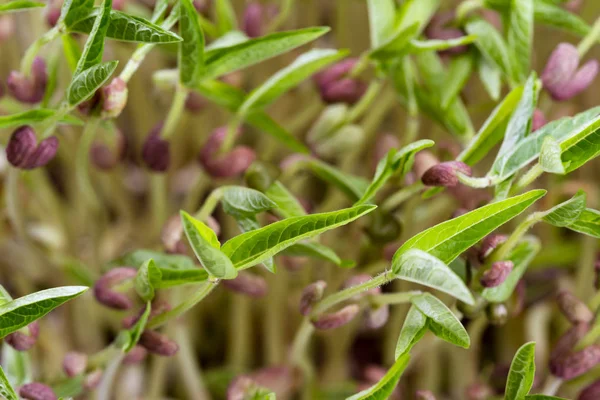 Kiełki soi zielony — Zdjęcie stockowe