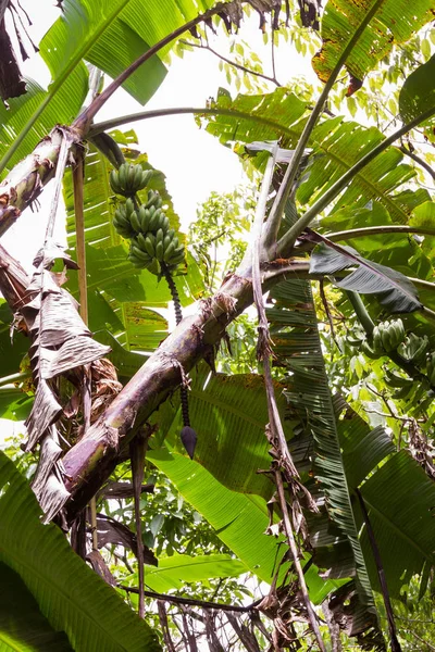 Muz bitkileri Kosta Rika — Stok fotoğraf