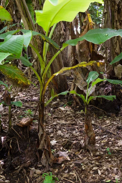Zakłady bananów w Kostaryce — Zdjęcie stockowe