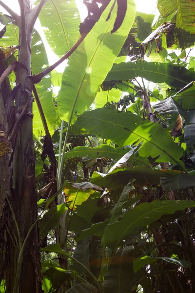 Plantas de banana em Costa Rica — Fotografia de Stock