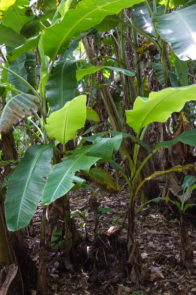 Plantas de banana em Costa Rica — Fotografia de Stock
