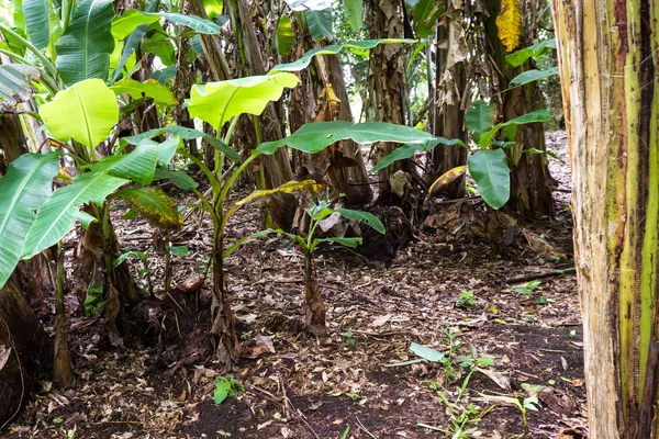 Bananen planten in Costa Rica — Stockfoto