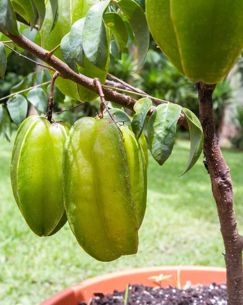 Frische Carambolas auf einem kleinen Baum — Stockfoto