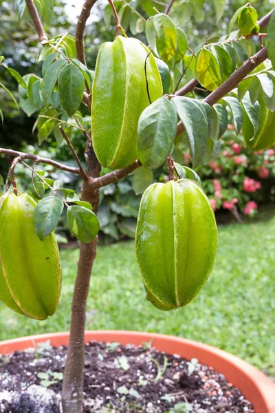 Carambolas frescas en un pequeño árbol —  Fotos de Stock