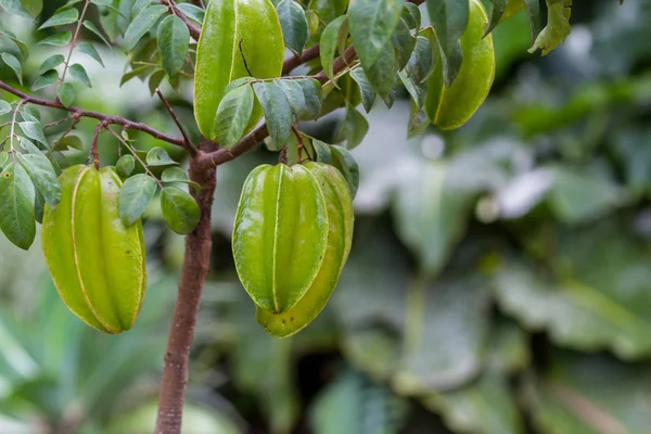 küçük bir ağaç üzerinde taze carambolas