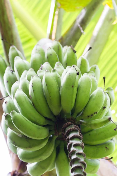 Wilde Bananen wachsen — Stockfoto