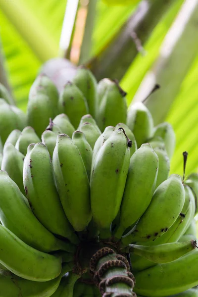 Wild bananen groeien — Stockfoto