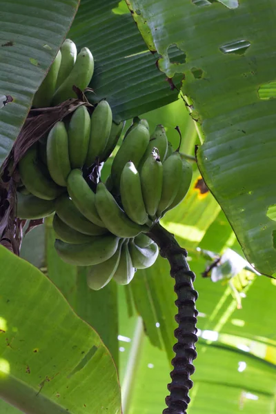 vahşi muz büyüyen