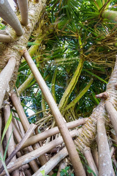 Tropische Bäume mit flachen Wurzeln — Stockfoto