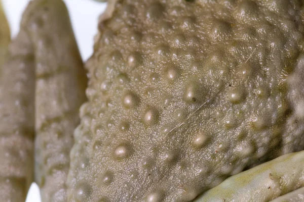 Żaba skóry z bliska — Zdjęcie stockowe