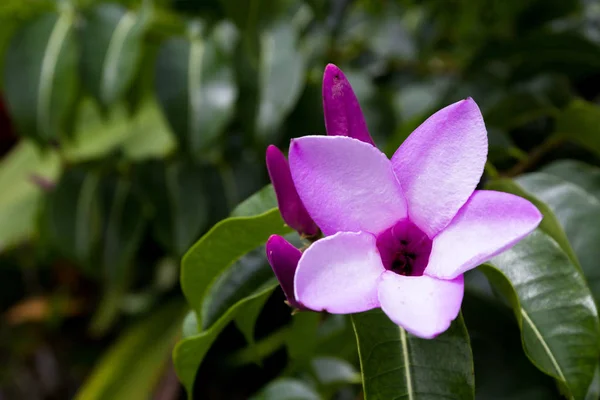 熱帯の紫の花、咲く — ストック写真