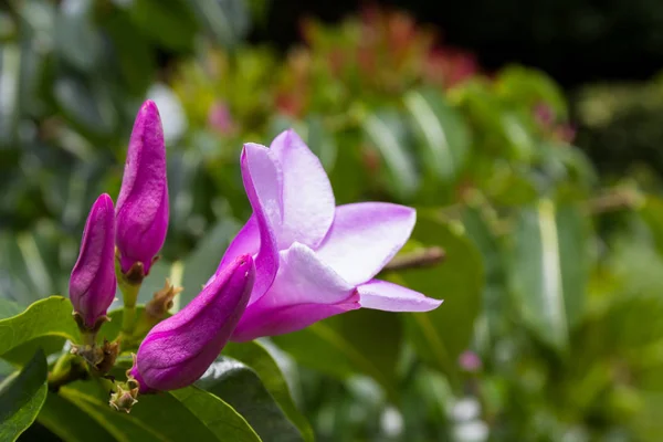 Flor púrpura tropical, floreciendo — Foto de Stock