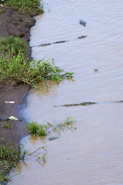 Crocodiles in a muddy river — Stock Photo, Image