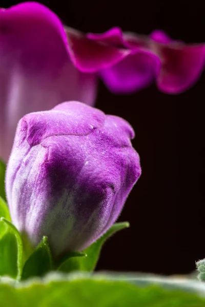 Güzel derin mor çiçek — Stok fotoğraf