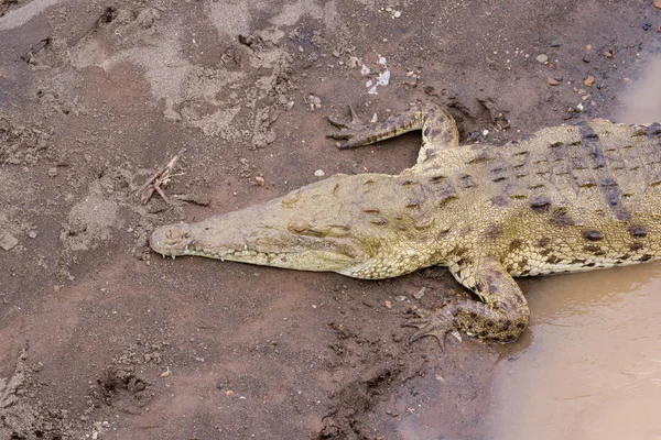 Tarcoles river crocodiles — Stock Photo, Image