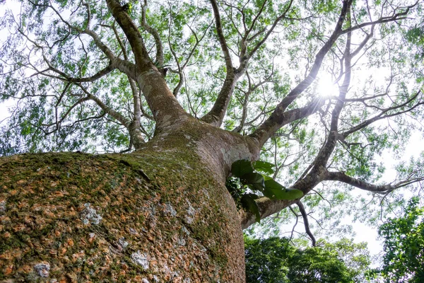 Guanacaste 트리, 코스타리카의 국가 나무 스톡 사진