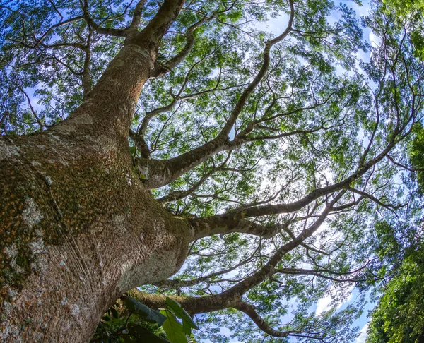 Guanacaste 트리, 코스타리카의 국가 나무 로열티 프리 스톡 이미지