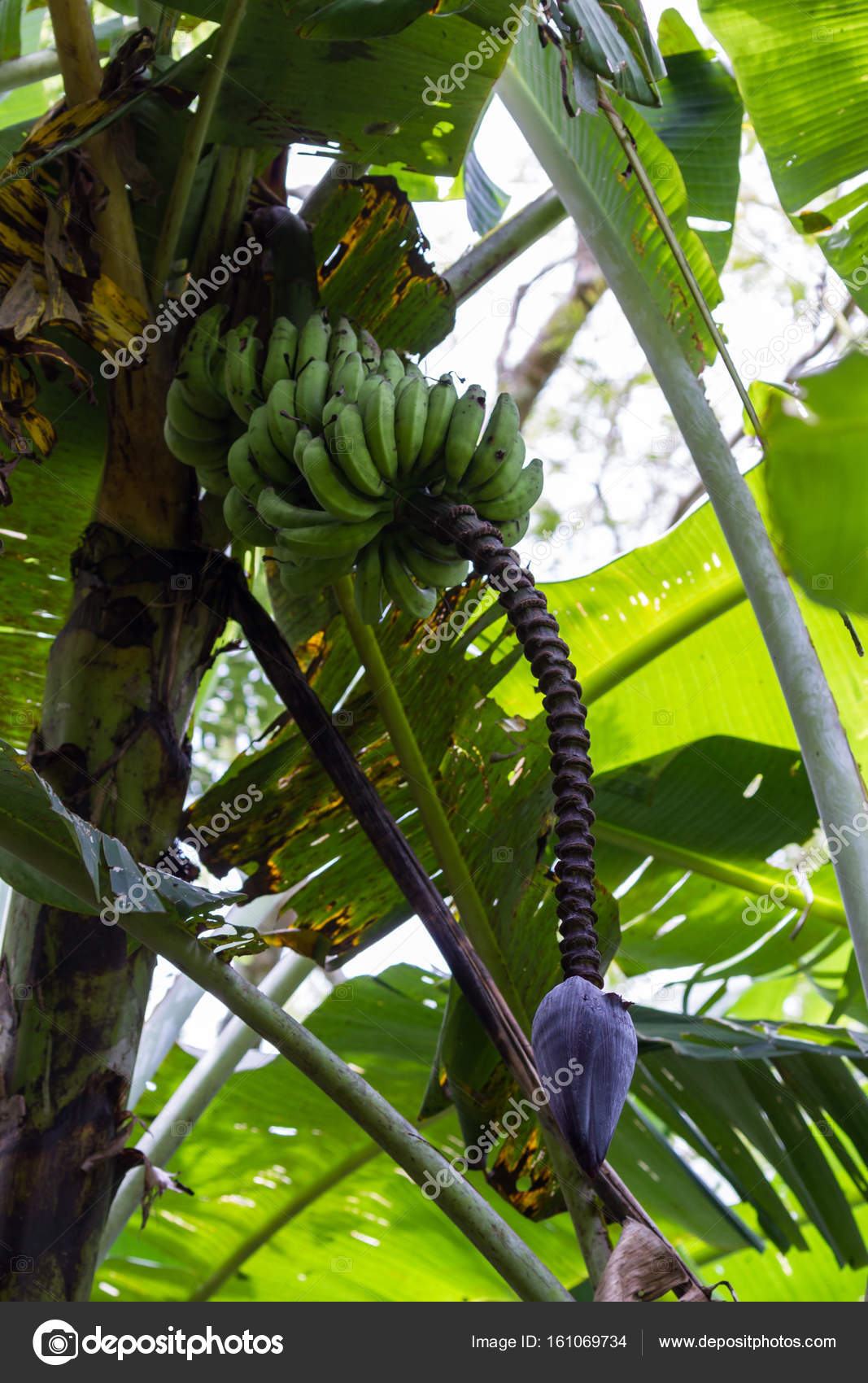 Wild bananas growing — Stock Photo © wollertz 161069734