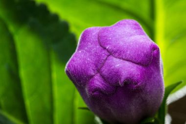 gloxinia çiçek açmaya hazır