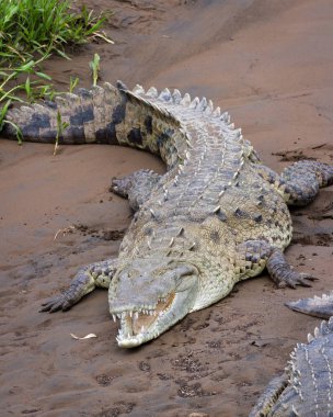 Tarcoles nehir timsahları 
