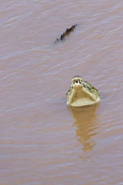 Κροκόδειλος σε ένα θολό ποτάμι — Φωτογραφία Αρχείου