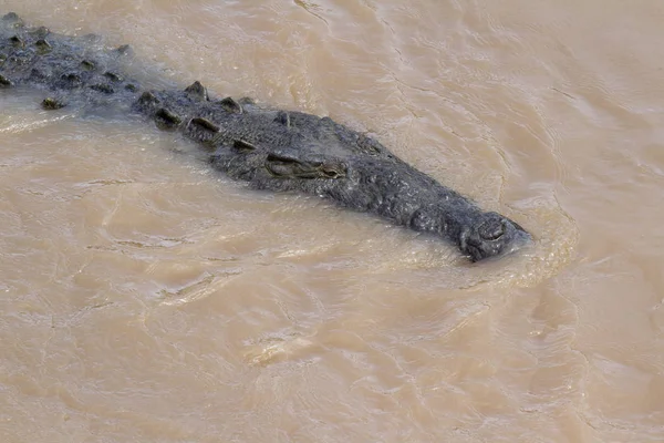 Cocodrilo en un río fangoso —  Fotos de Stock