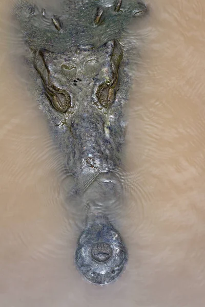 A folyó egy krokodil — Stock Fotó