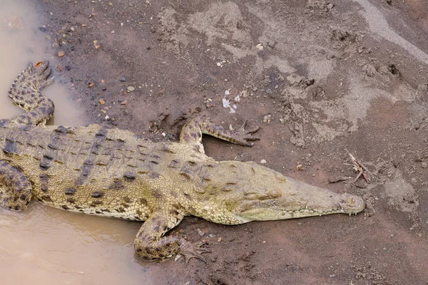 Tarcoles crocodiles de rivière — Photo