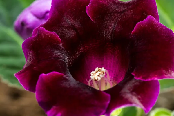 Hermosa flor violeta profunda — Foto de Stock