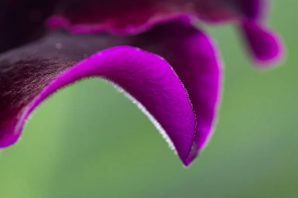 Color violeta profundo sobre un pétalo — Foto de Stock