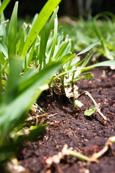 Leaf cutter myror — Stockfoto