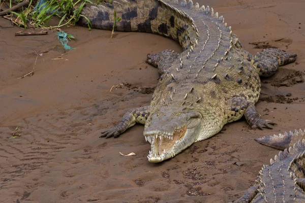 Řece tarcoles řeky krokodýli — Stock fotografie