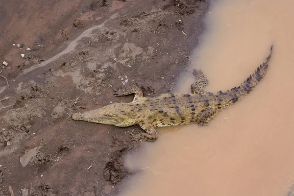 Tarcoles river crocodiles — Stock Photo, Image