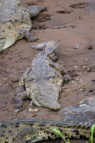 Krokodyle rzece tarcoles — Zdjęcie stockowe