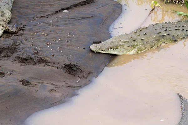 Cocodrilos del río Tarcoles —  Fotos de Stock