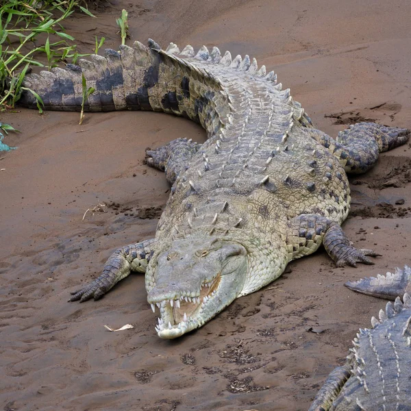 Tarcoles folyó krokodilok — Stock Fotó